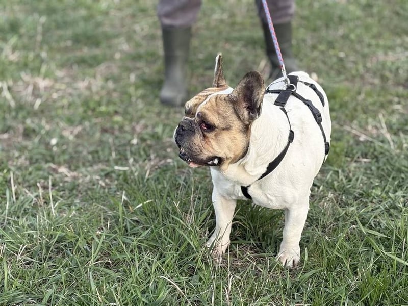 Csui, super freundlich mit viel Energie