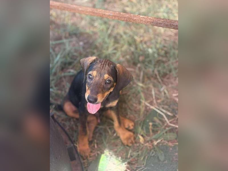 Shark - ein verspielter kleiner Sonnenschein