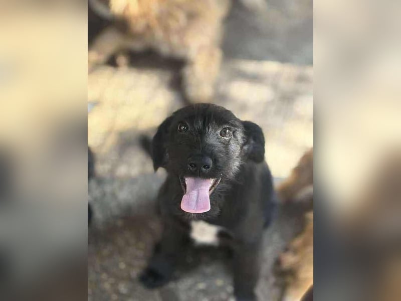 Pepper, neugierig auf das Leben