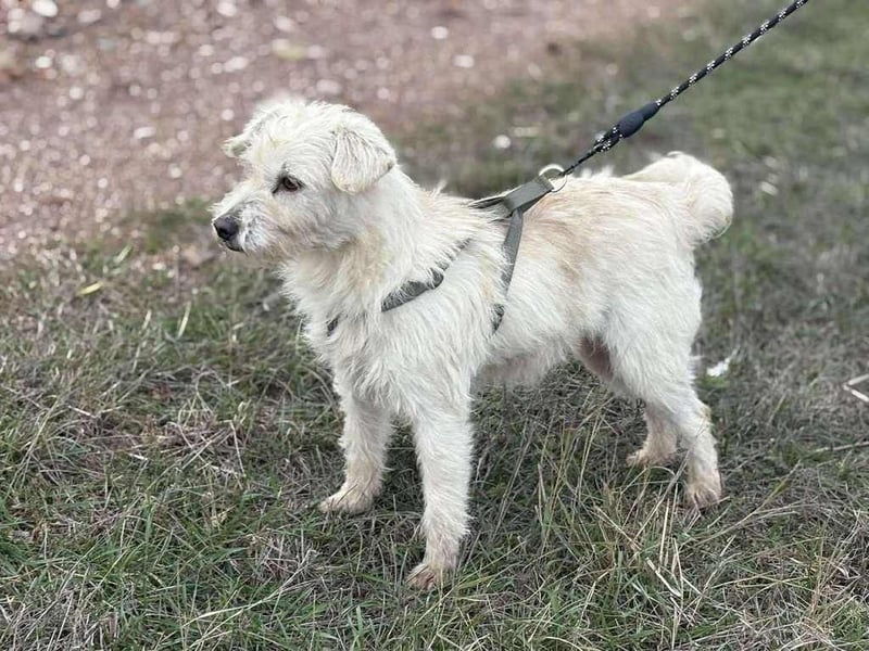 Hopihe, charmant und freundlich