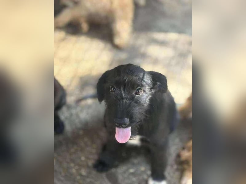 Pepper, neugierig auf das Leben