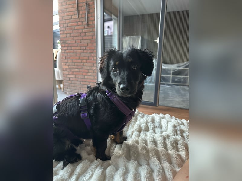 Pipa sucht ein liebevolles Zuhause