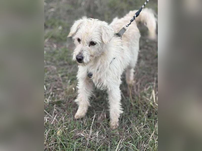 Hopihe, charmant und freundlich