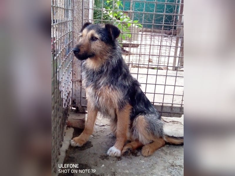 GYILKOS, für unsere ängstliche Maus suchen wir die Nadel im Heuhaufen