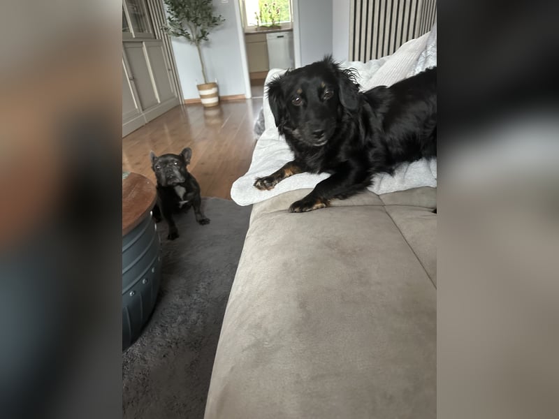 Pipa sucht ein liebevolles Zuhause