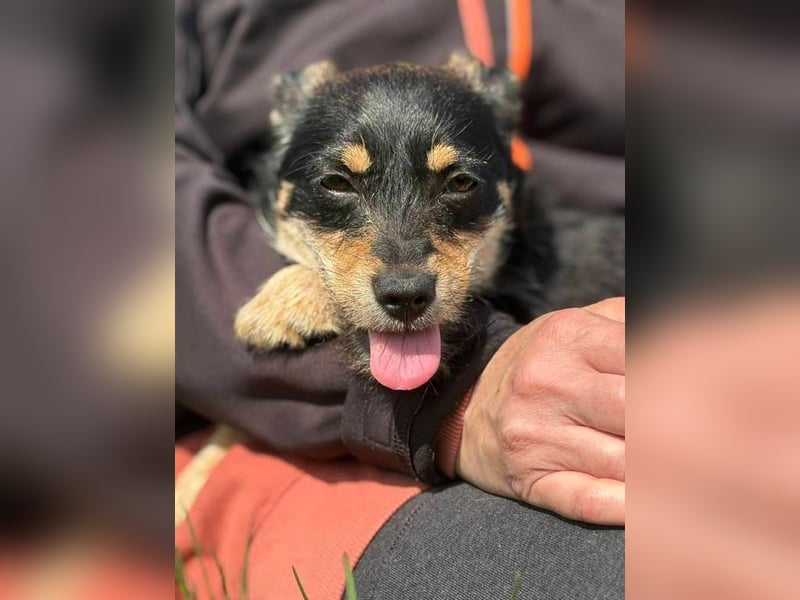 Kleine Zuckerschnute sucht ihre Familie