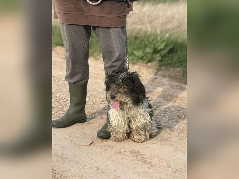 Lenke sucht ihr Für-immer-Zuhause