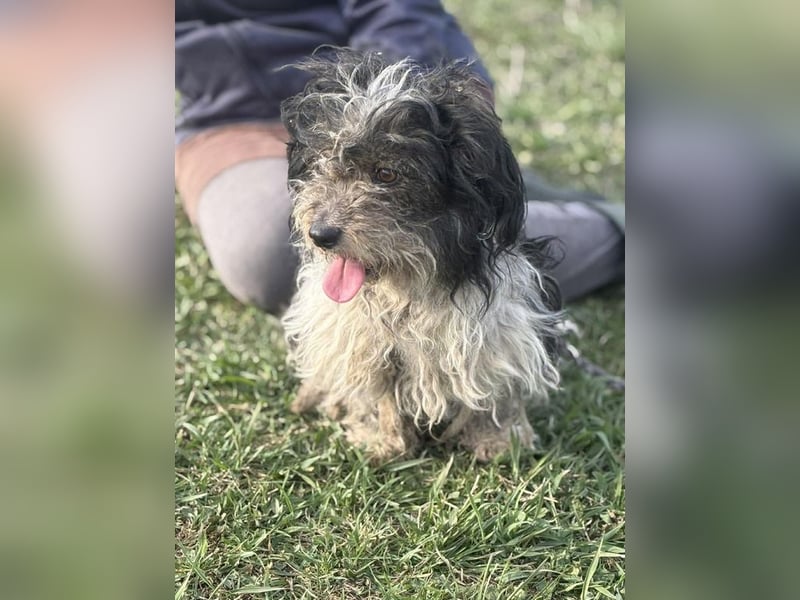 Lenke sucht ihr Für-immer-Zuhause