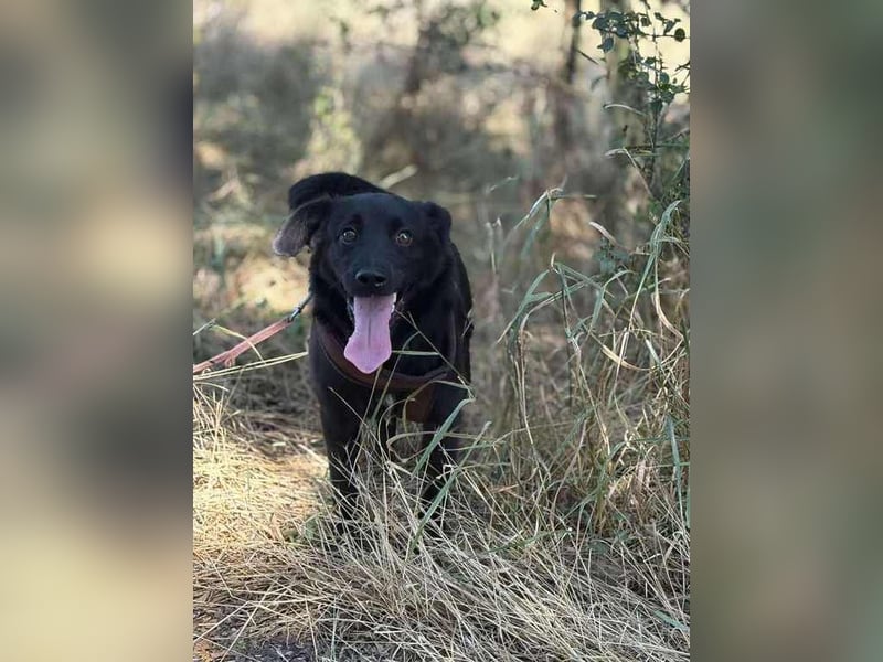 Süßer Fratz sucht liebevolle Familie