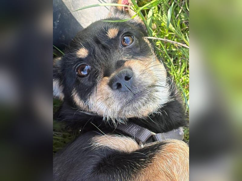 Kleine Zuckerschnute sucht ihre Familie