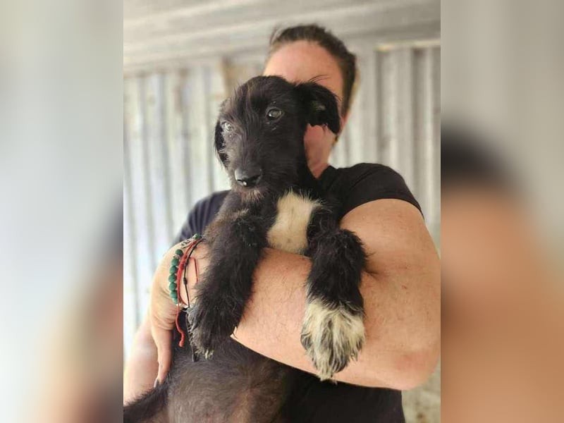 Pepper, neugierig auf das Leben