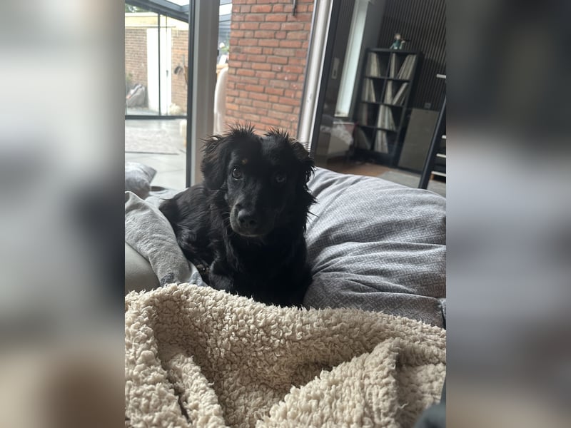 Pipa sucht ein liebevolles Zuhause