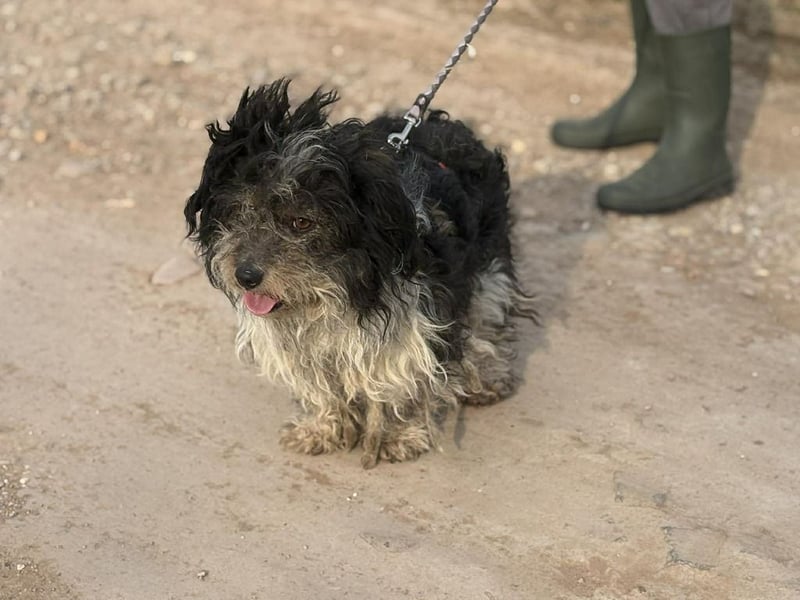 Lenke sucht ihr Für-immer-Zuhause