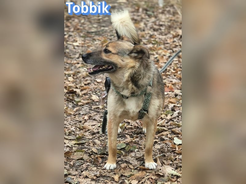 Tobbik, 05/21 - fröhliche Schmusebacke sucht Zuhause in 91413 Unternesselbach