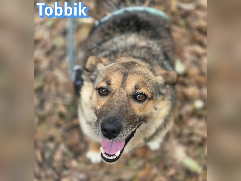 Tobbik, 05/21 - fröhliche Schmusebacke sucht Zuhause in 91413 Unternesselbach