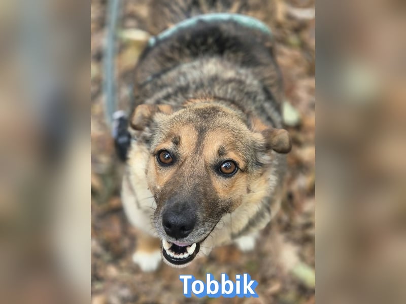 Tobbik, 05/21 - fröhliche Schmusebacke sucht Zuhause in 91413 Unternesselbach