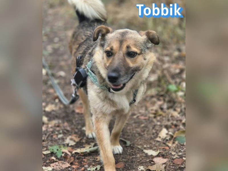 Tobbik, 05/21 - fröhliche Schmusebacke sucht Zuhause in 91413 Unternesselbach