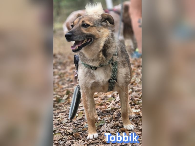 Tobbik, 05/21 - fröhliche Schmusebacke sucht Zuhause in 91413 Unternesselbach