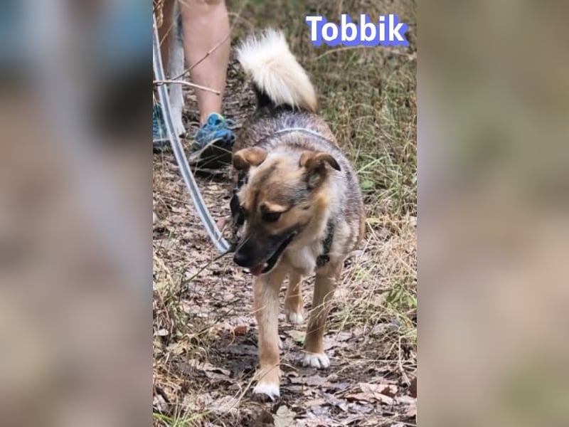 Tobbik, 05/21 - fröhliche Schmusebacke sucht Zuhause in 91413 Unternesselbach