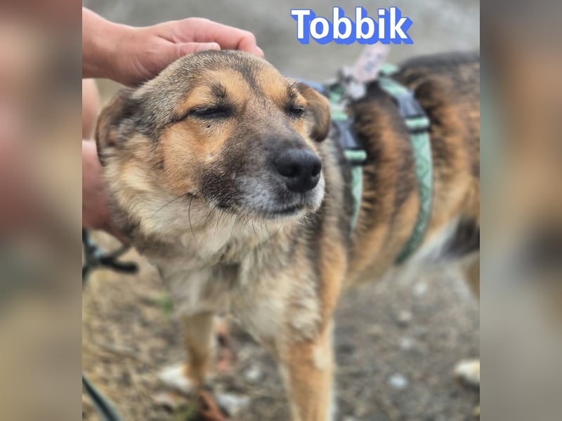 Tobbik, 05/21 - fröhliche Schmusebacke sucht Zuhause in 91413 Unternesselbach