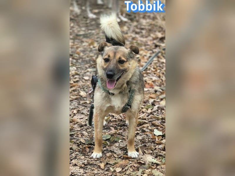 Tobbik, 05/21 - fröhliche Schmusebacke sucht Zuhause in 91413 Unternesselbach