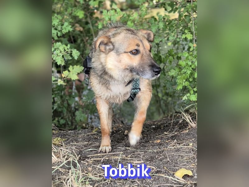 Tobbik, 05/21 - fröhliche Schmusebacke sucht Zuhause in 91413 Unternesselbach
