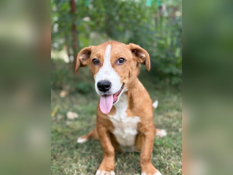 Yellina-KK – liebe, ausgeglichene kleine Hündin sucht ihr Zuhause 