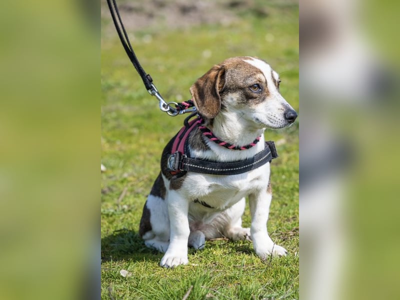 Manci SI – kleine Hündin sucht geduldiges Zuhause 