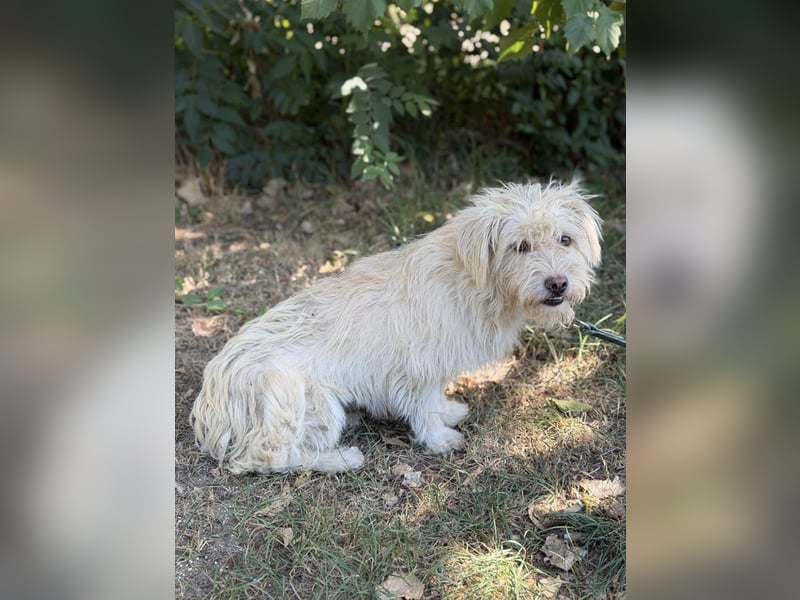 Norna – sensible kleine Hundedame sucht ihr „Für immer Körbchen“ 