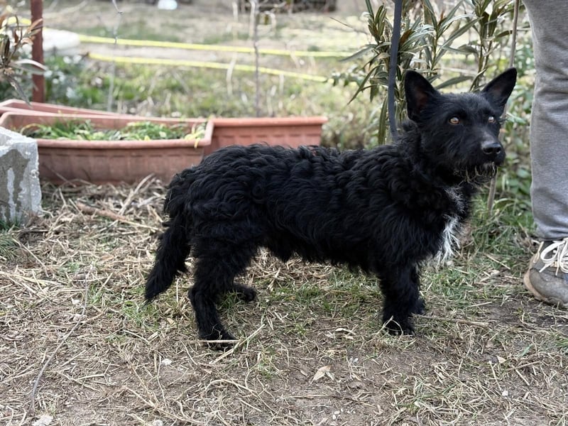 Denton KK – kleiner Sonnenschein sucht liebevolles Zuhause 