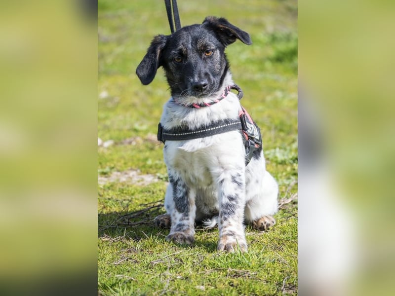 Teri SI – kleine besondere Hündin sucht ihr Zuhause 