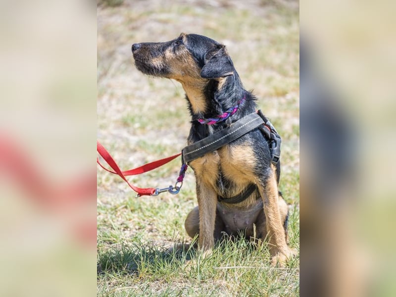 Papaya SI – fröhliche Terriermix Hündin möchte endlich ankommen 