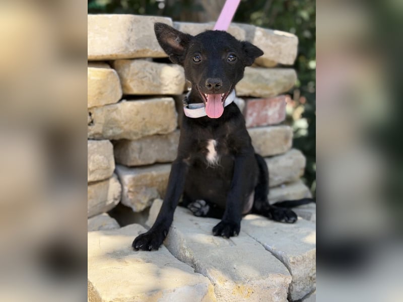 Larett-KK – entzückendes Hundekind sucht liebevolles Zuhause 