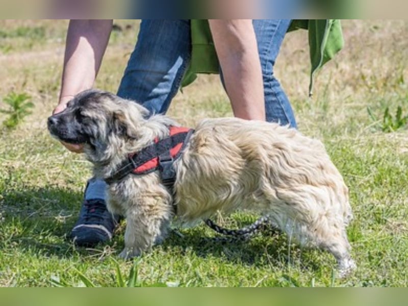Mippi-Si- Freundlicher Junghund sucht ein Körbchen Für-immer