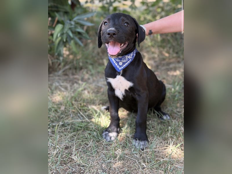 Jasper-KK – kleines Juwel sucht Abenteuer und Familie 