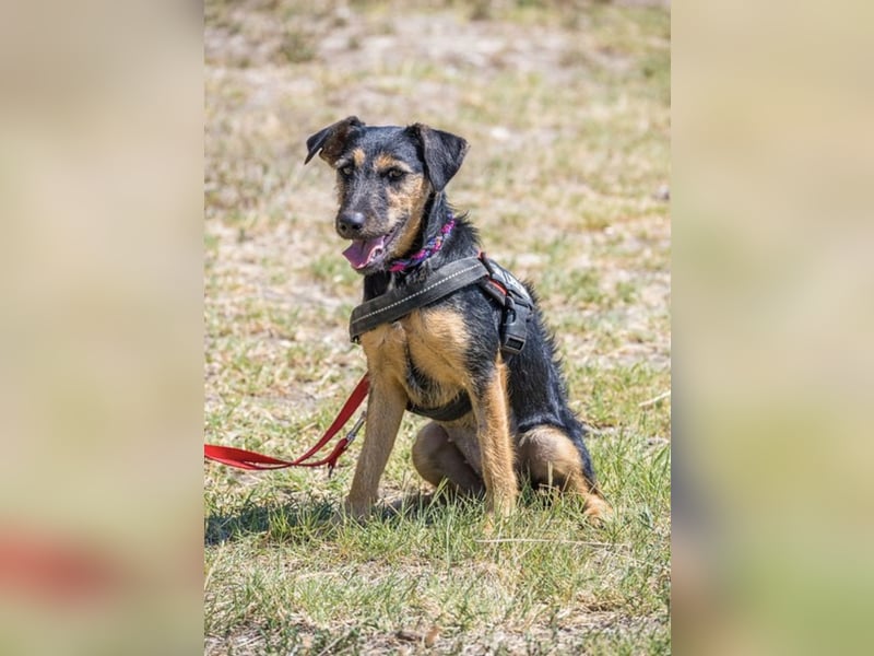 Papaya SI – fröhliche Terriermix Hündin möchte endlich ankommen 