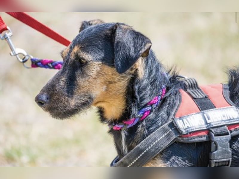 Papaya SI – fröhliche Terriermix Hündin möchte endlich ankommen 