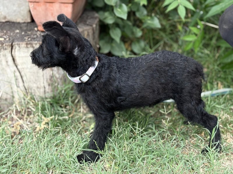 Itala KK – fröhliches Hundekind sucht liebevolle Familie 