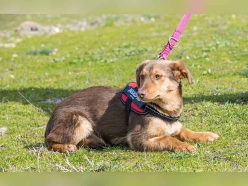 Temu SI – junge Hündin auf dem Weg ins Leben 