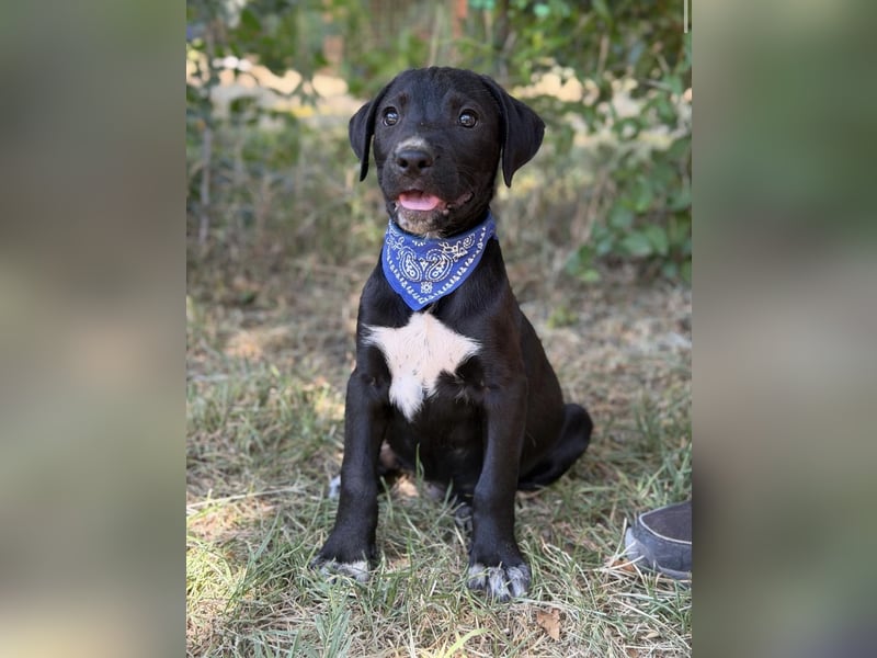 Jasper-KK – kleines Juwel sucht Abenteuer und Familie 