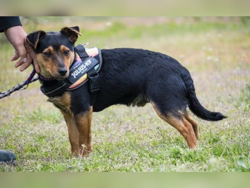 Lupin – liebenswerter Terrier- Mix sucht sein Für-immer- Zuhause