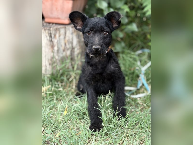 Itala KK – fröhliches Hundekind sucht liebevolle Familie 
