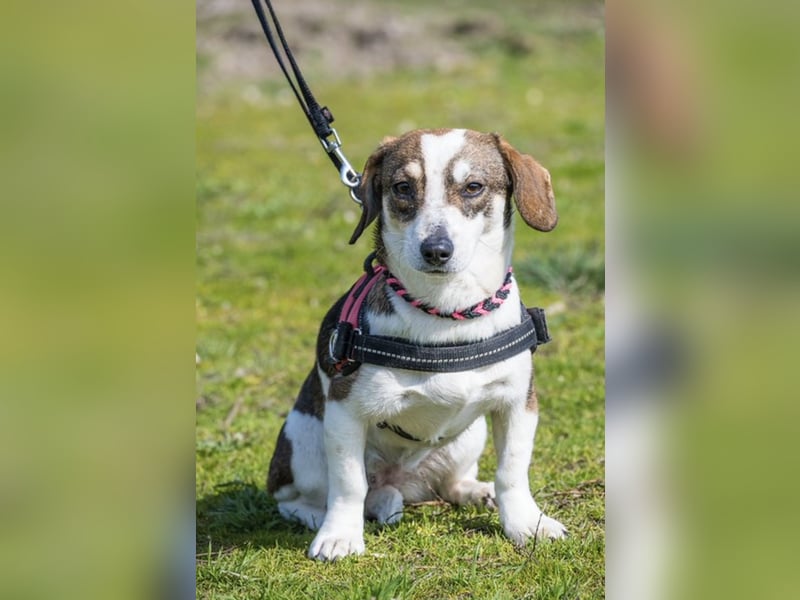 Manci SI – kleine Hündin sucht geduldiges Zuhause 