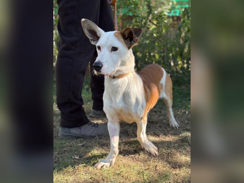 ARMINKA (KK) – sensibler Rüde sucht seine Zweibeiner mit Herz