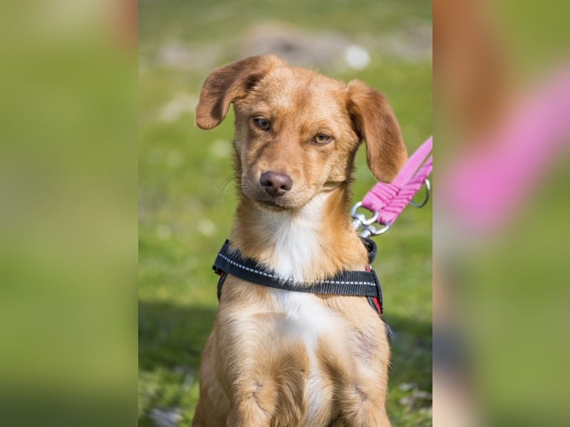 Tefal SI – offene junge Hündin sucht ihre Menschen 