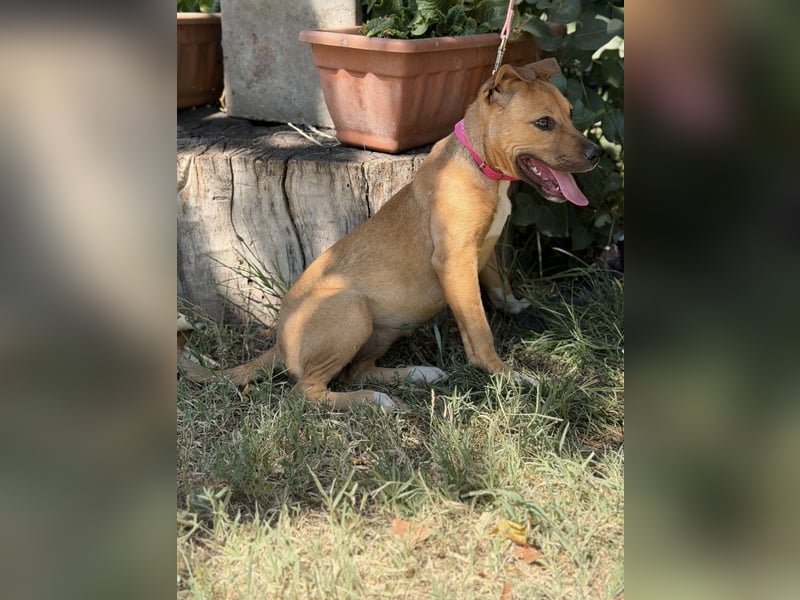 Szeniz-KK – fröhliches Hundekind sucht liebevolles Zuhause 