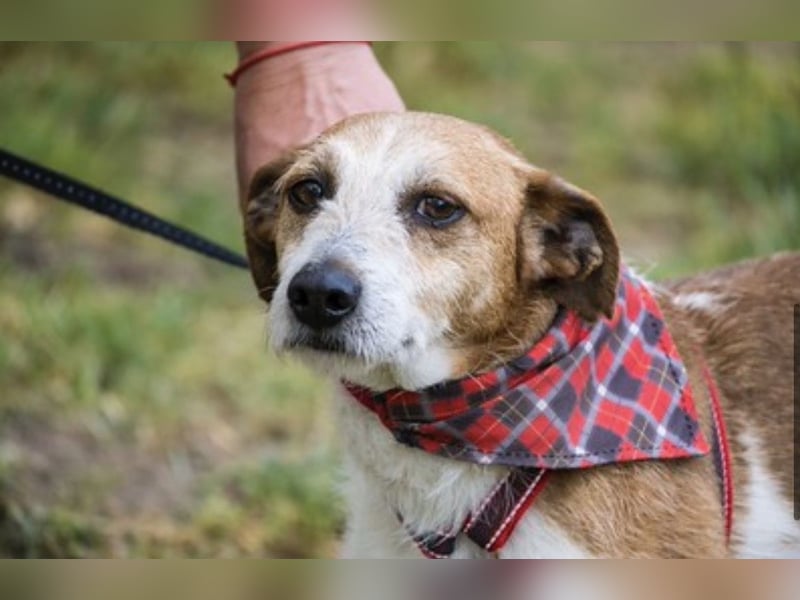 Rozsdi-SI- kleiner Familienhund mit großem Herz ♥
