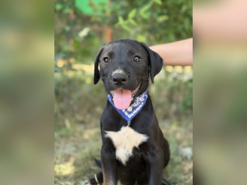 Jasper-KK – kleines Juwel sucht Abenteuer und Familie 