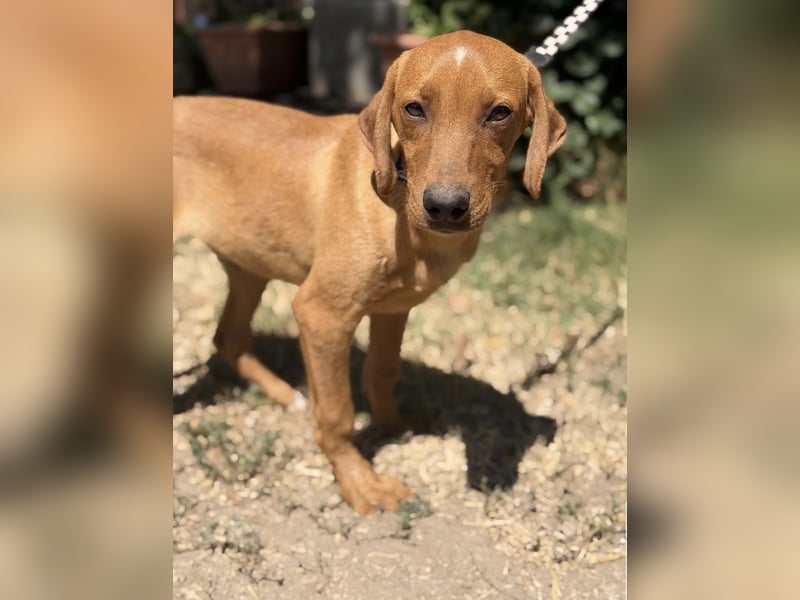 Remig-KK – fröhlicher Junghund sucht hundebegeistertes Zuhause 