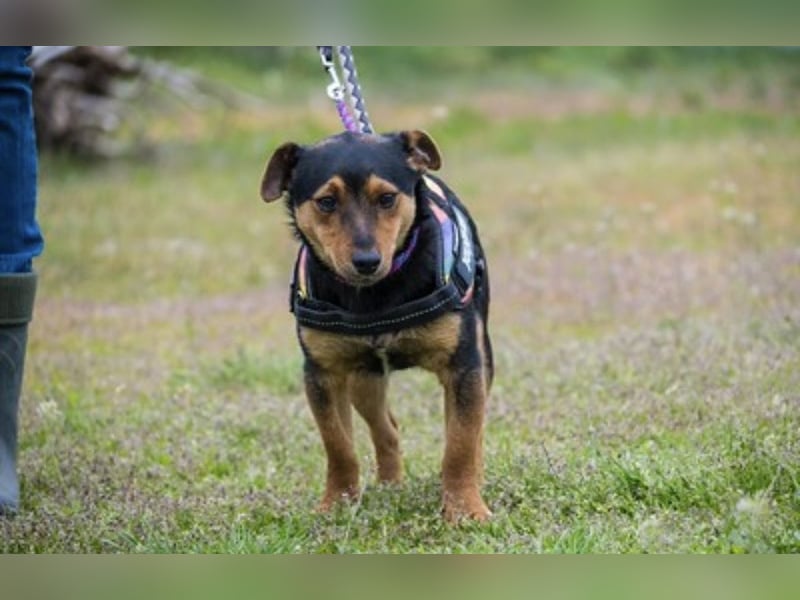 Lupin – liebenswerter Terrier- Mix sucht sein Für-immer- Zuhause